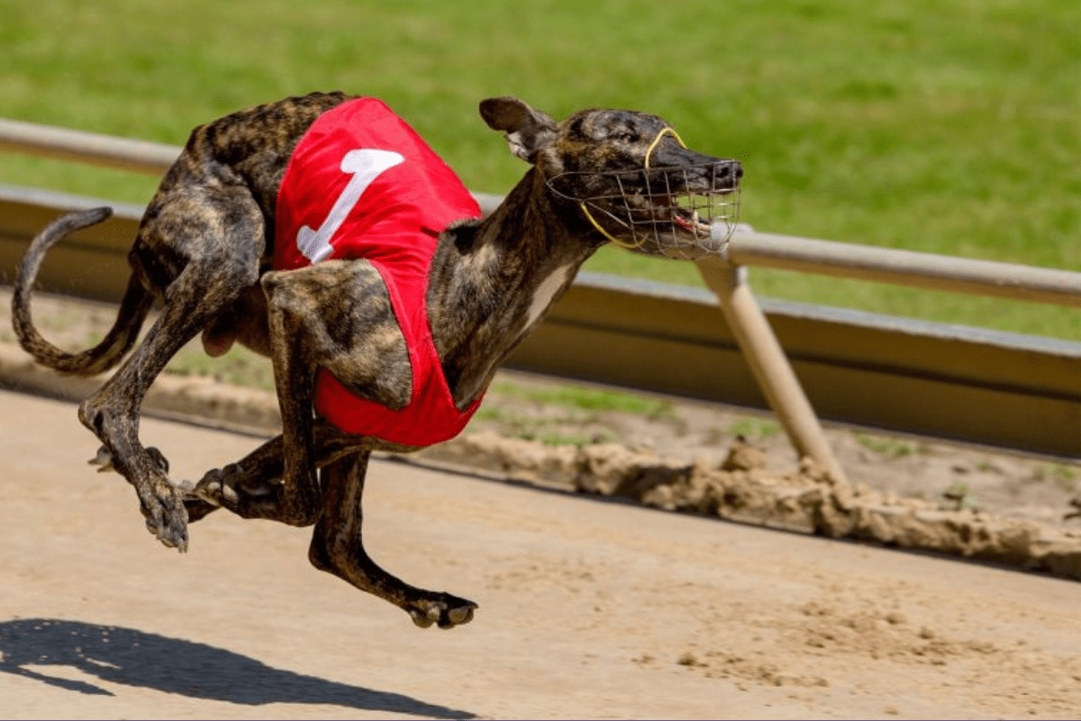 public-invited-to-have-their-say-during-inquiry-into-greyhound-racing-nsw